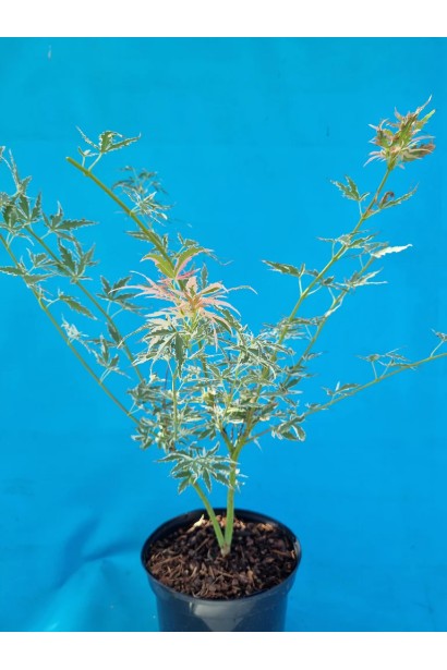 Клен Ліоші в горшку (Acer palmatum ’Iyoshi’).